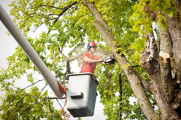 Why Choose Our Tree Removal Services in Reminderville, OH?