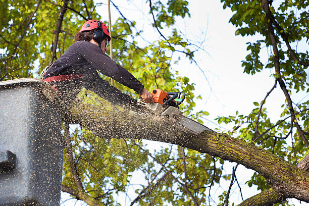 Reminderville, OH  Tree Services Company